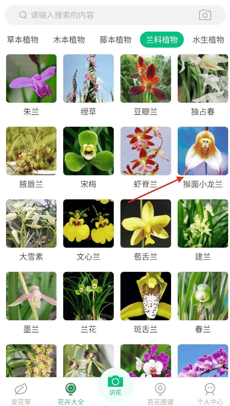 花草识别